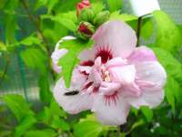 hibiscus blanc-rose et rouge double.JPG